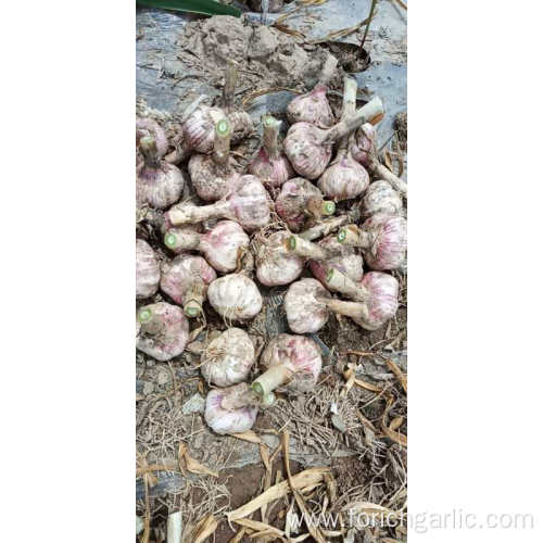 Jinxiang Fresh Normal White Garlic Of 2019